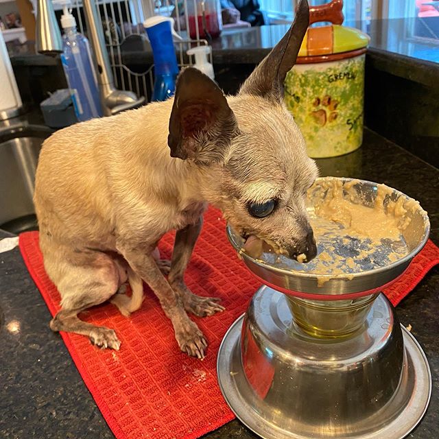 Perro chihuahueño anciano comiendo papilla