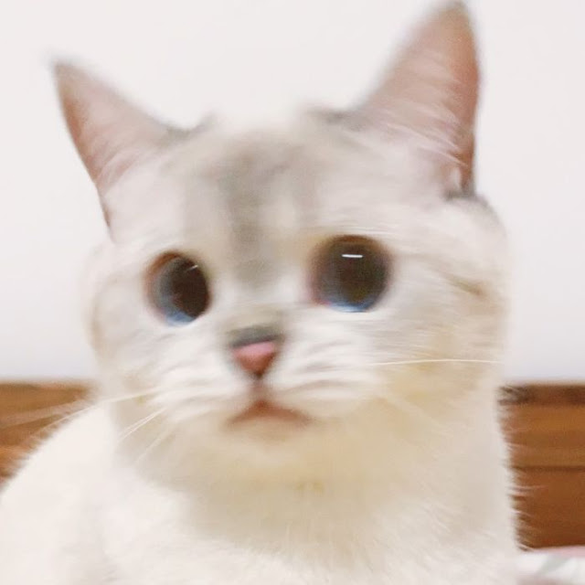 Nana, gatita con cara muy expresiva