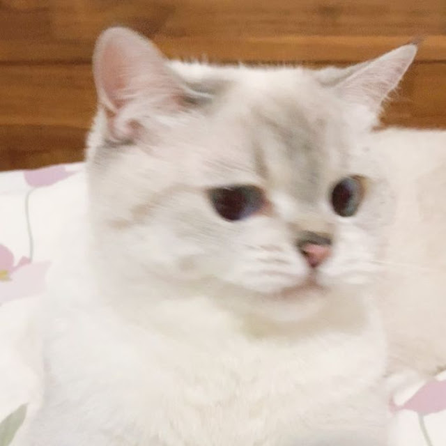 Nana, gatita con cara muy expresiva