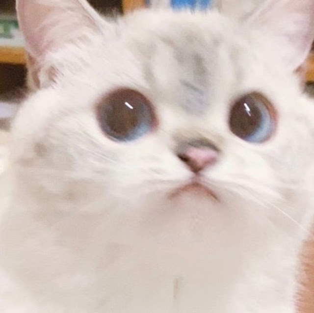Nana, gatita con cara muy expresiva