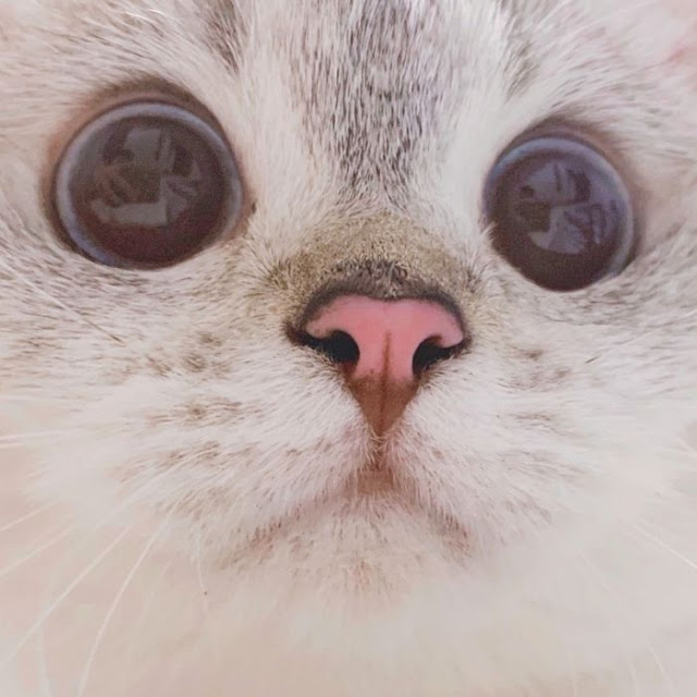 Nana, gatita con cara muy expresiva