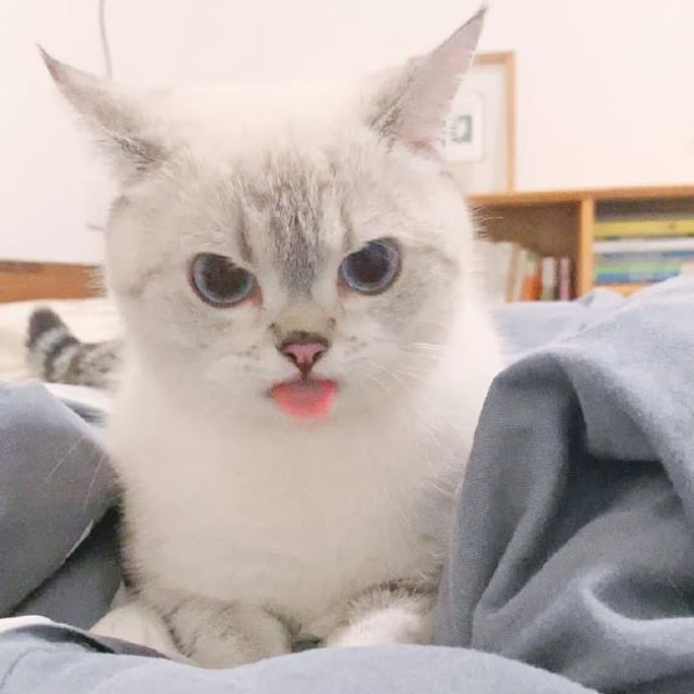 Nana, gatita con cara muy expresiva