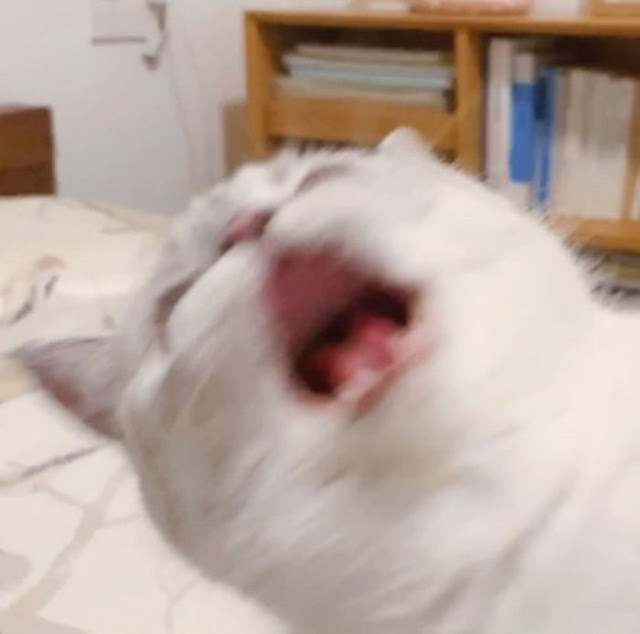 Nana, gatita con cara muy expresiva