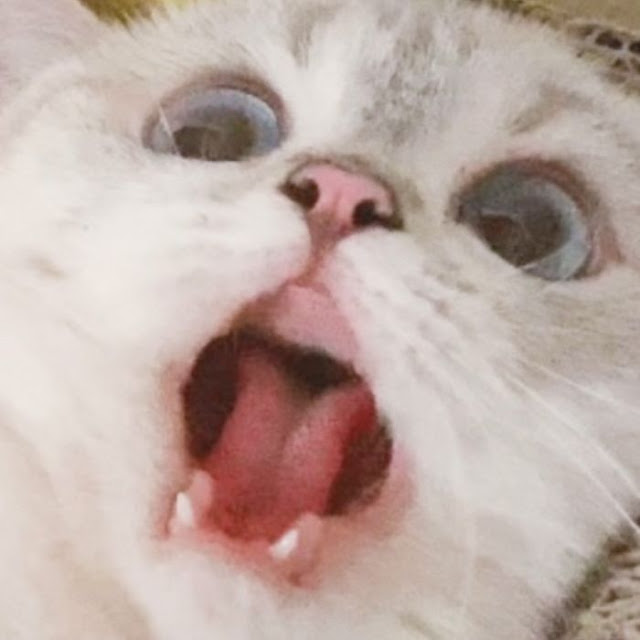 Nana, gatita con cara muy expresiva
