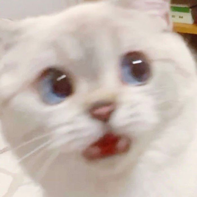 Nana, gatita con cara muy expresiva
