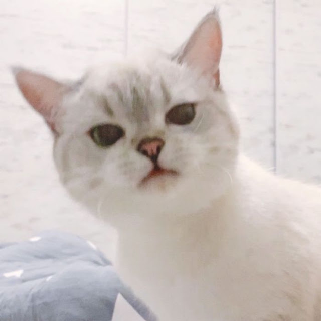 Nana, gatita con cara muy expresiva