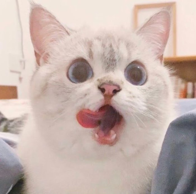 Nana, gatita con cara muy expresiva