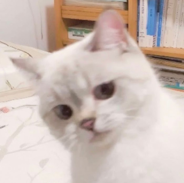 Nana, gatita con cara muy expresiva