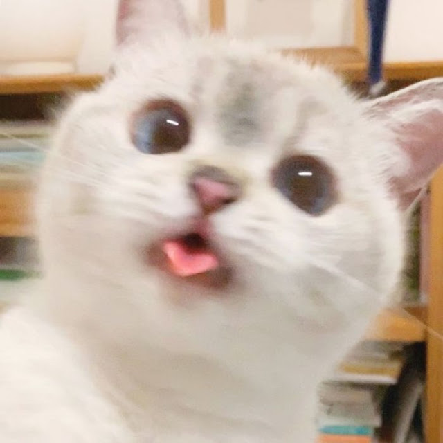 Nana, gatita con cara muy expresiva