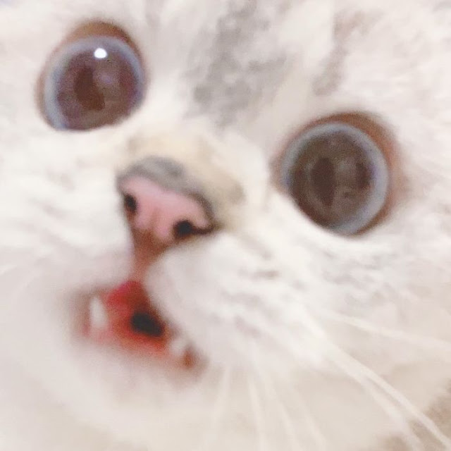 Nana, gatita con cara muy expresiva