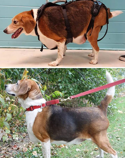 Perros pierden peso