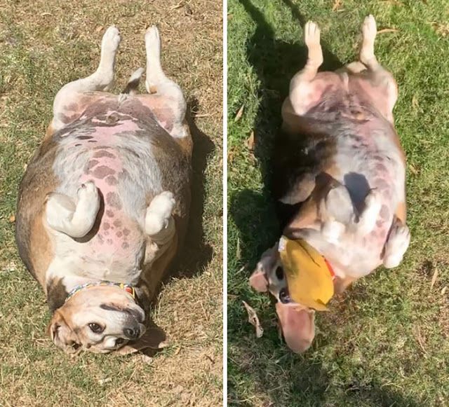 Perros pierden peso