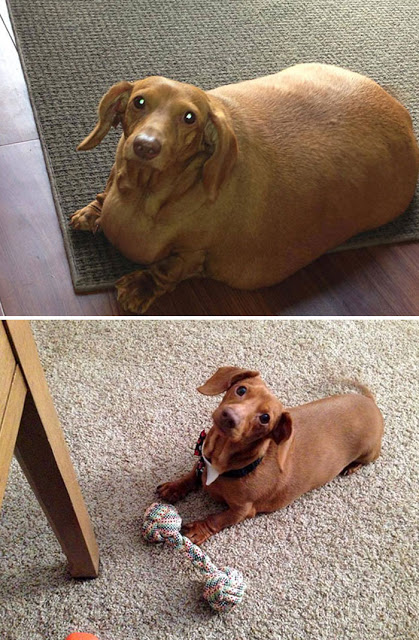 Perros pierden peso