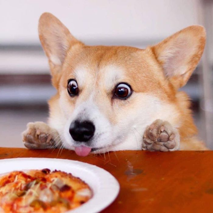Perrito corgi haciendo caras graciosas 