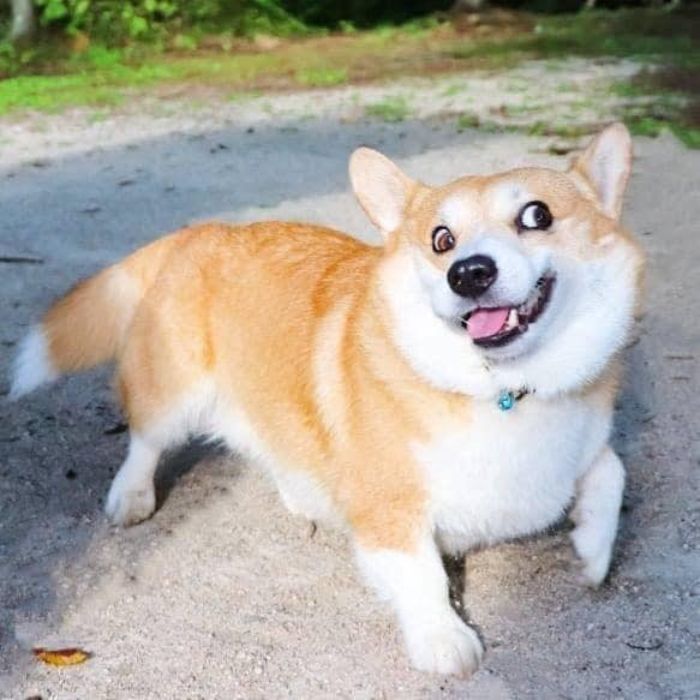 Perrito corgi haciendo caras graciosas 