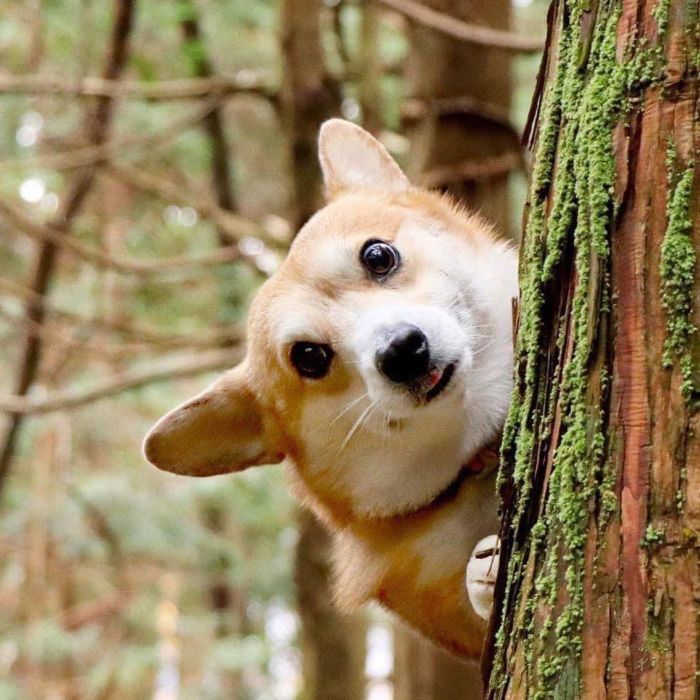 Perrito corgi haciendo caras graciosas 