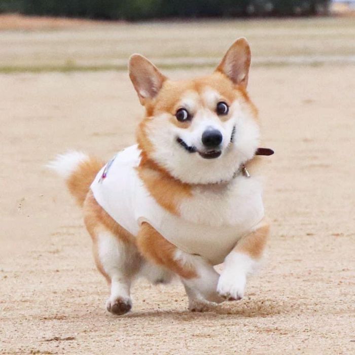 Perrito corgi haciendo caras graciosas 