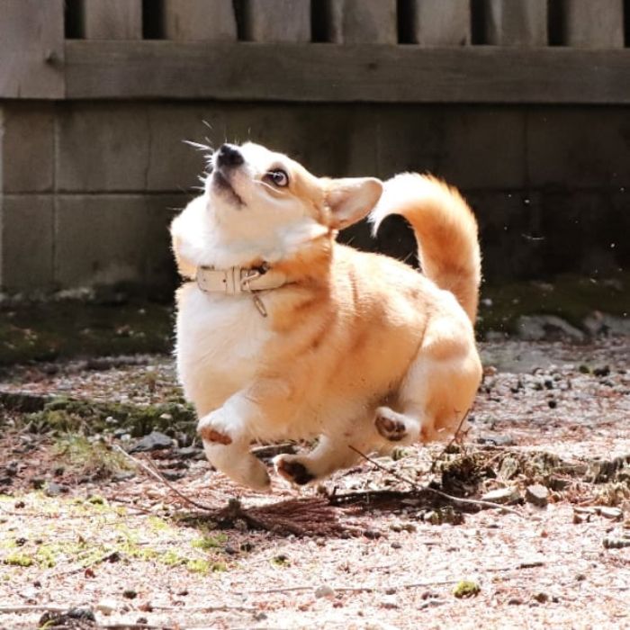 Perrito corgi haciendo caras graciosas 