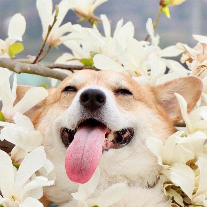 Perrito corgi haciendo caras graciosas 