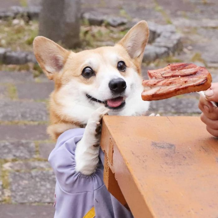 Perrito corgi haciendo caras graciosas 
