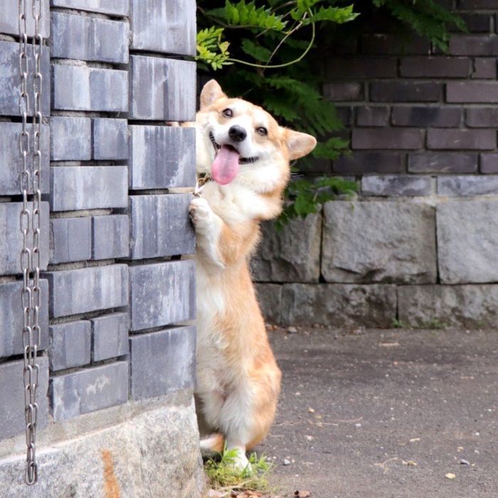 Perrito corgi haciendo caras graciosas 