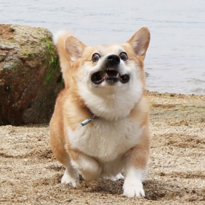 Perrito corgi haciendo caras graciosas 