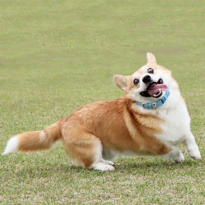 Perrito corgi haciendo caras graciosas 