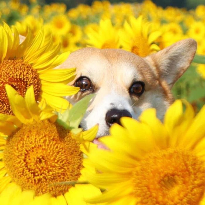 Perrito corgi haciendo caras graciosas 