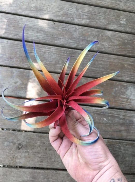 Plantas de aire arcoíris