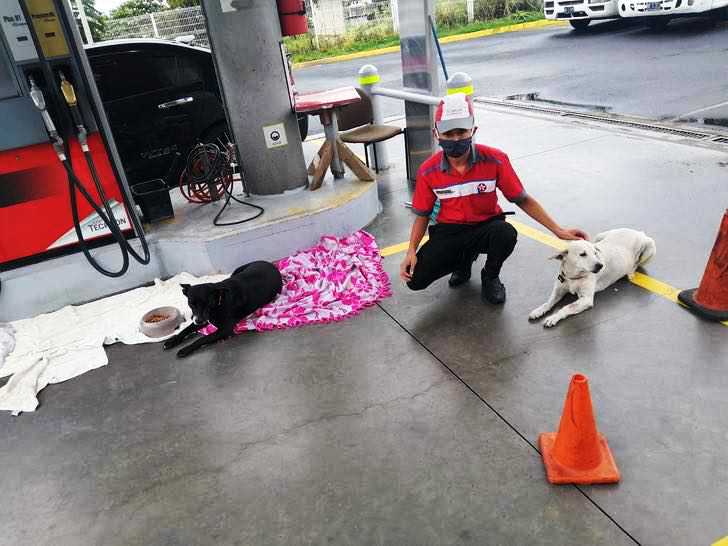 Joven en gasolinera arropa a perros callejeros