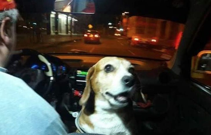 Perrita princesa y su dueño trabajando en un taxi