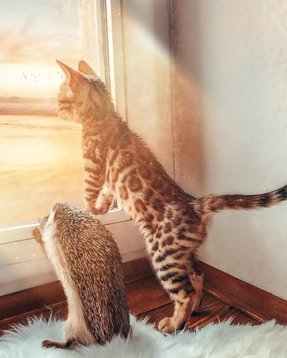Herbee el erizo y Audree la gatita de bengala asomados en la ventana