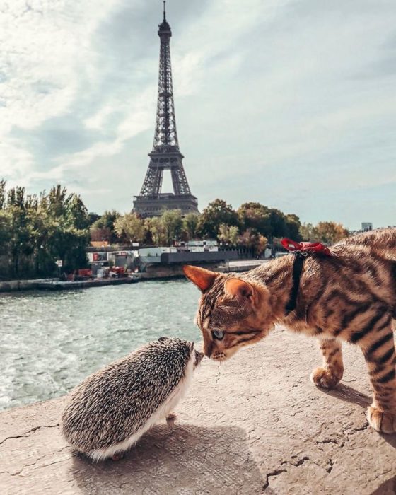 Herbee el erizo y Audree la gatita de bengala con la Torre Eiffel de fondo