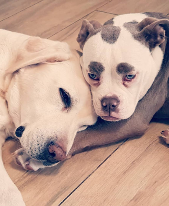 Madame Eyebrows, la perrita bulldog con cejas que la hacen parecer triste; perra con manchas y labrador dorado