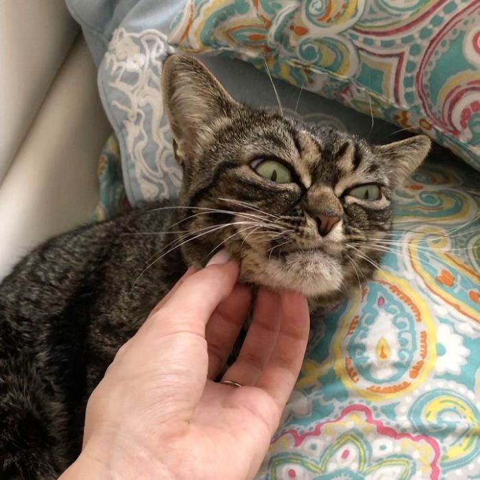 Kitzia grumpy cat