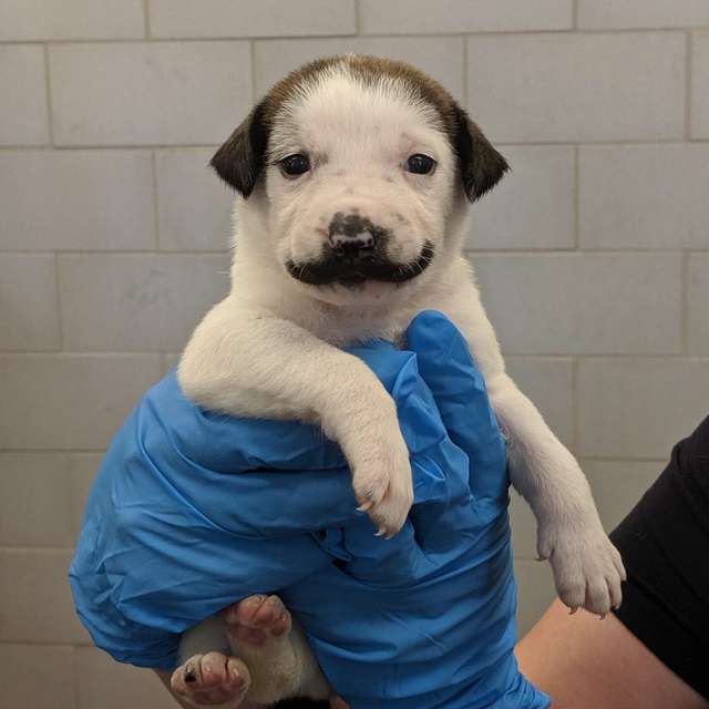Cachorro blanco "con bigote"