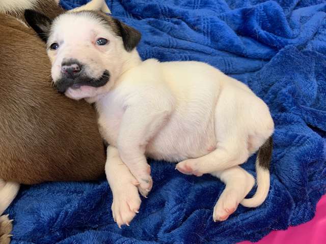 Cachorro blanco "con bigote"