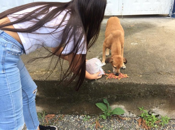 Alejandra Baquero Ayala llevó 150 kilos a mascotas de familias de pocos recursos