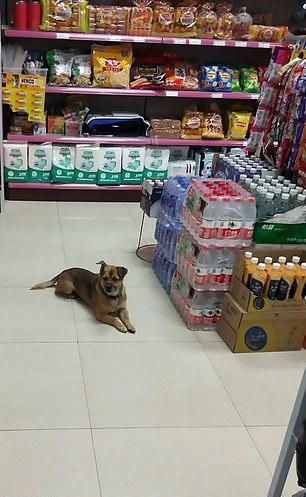 Xiao Bao esperando en una tienda