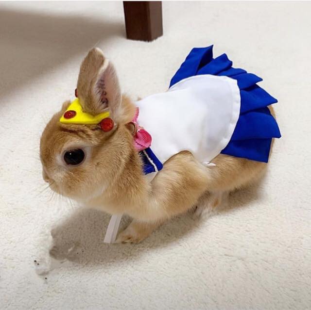 Conejito vestido de sailor moon