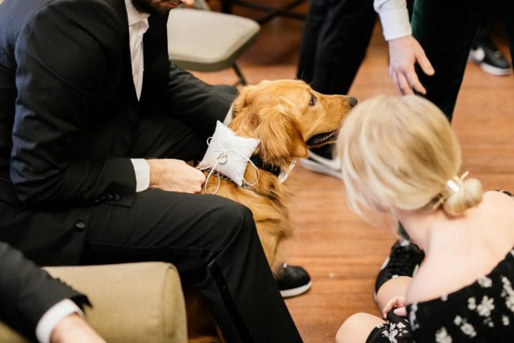 Perro labrador retriever con argollas de matrimonio en el cuello