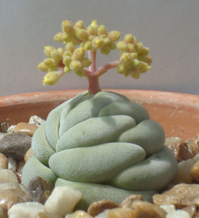 Suculenta de tipo árbol de bonsai  