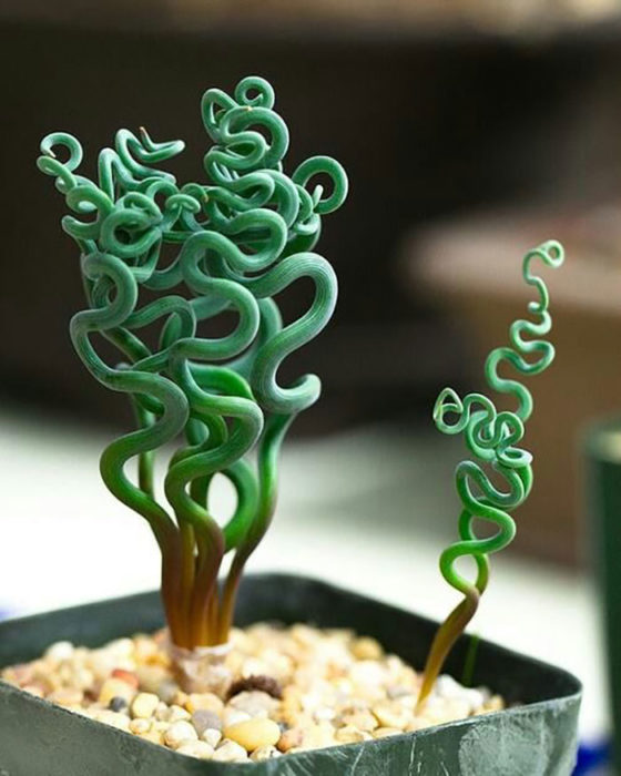 Suculenta tipo Trachyndra  