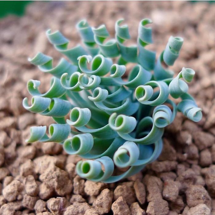 Suculenta de tipo Albuca  
