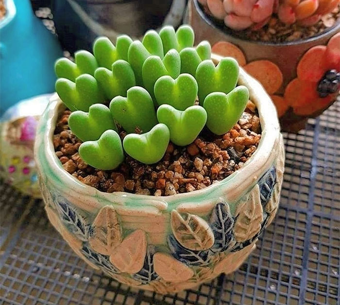 suculenta de tipo Conophytum Bilobum  