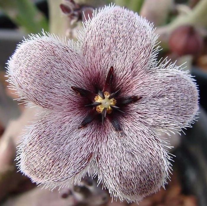 Suculenta de tipo Stapelia  