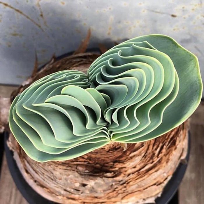 Suculenta de tipo Boophone Heamanthoides  