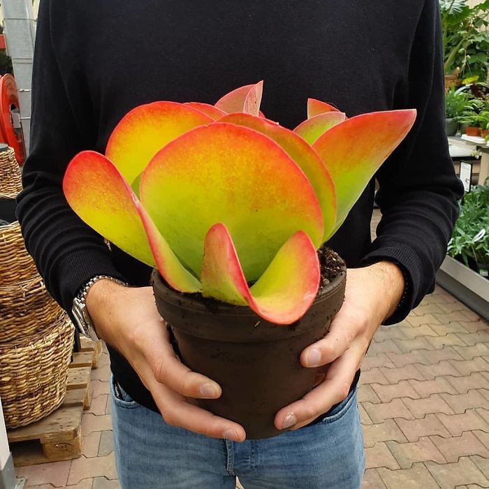 Suculenta del tipo Kalanchoe  