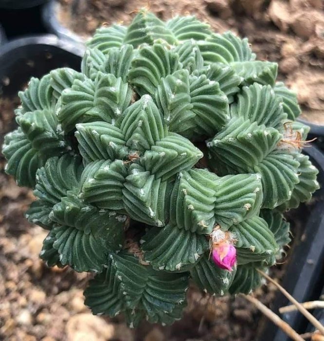 Suculenta de tipo Aztekium 
