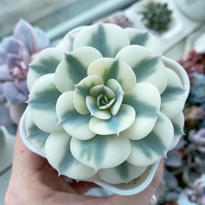 Suculenta del tipo echeveria 